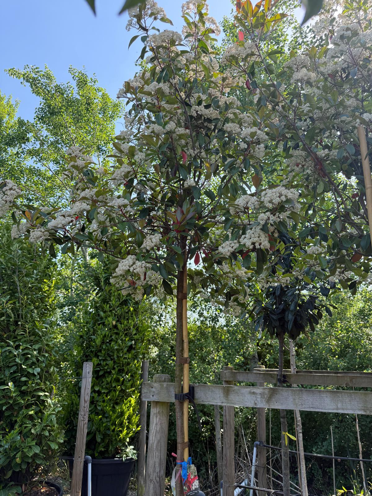 Photinia Red Robin 35 Litre Pot 8/10cm Girth 180cm Standard