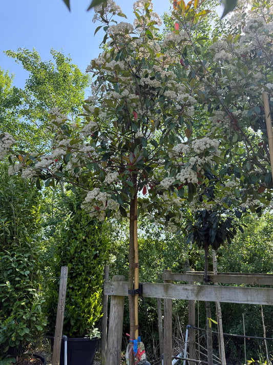 Photinia Red Robin 35 Litre Pot 8/10cm Girth 180cm Standard