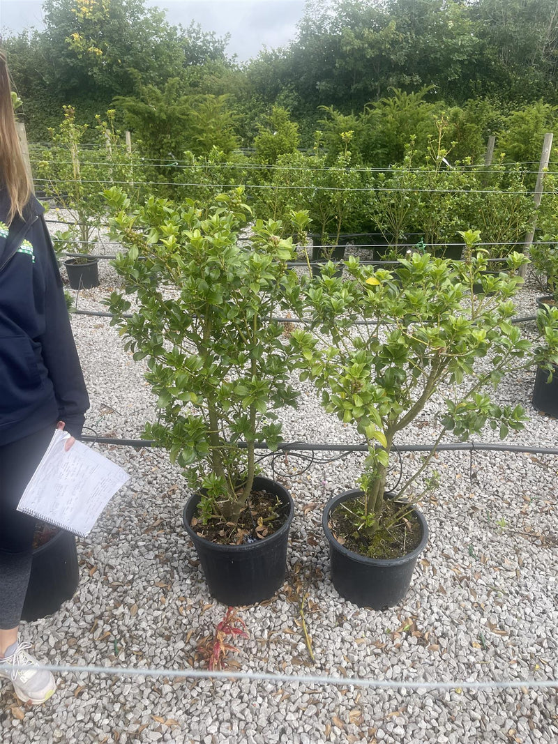 10x Ilex mes. Heckenfee 100/cm Sell Off