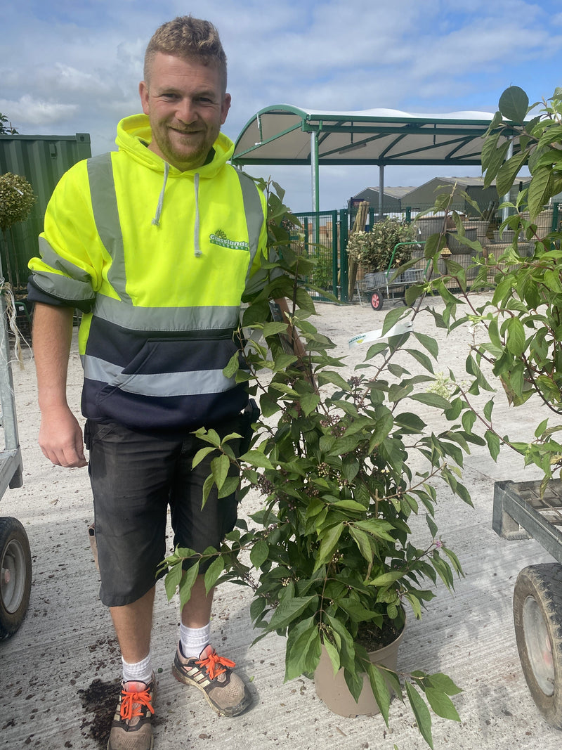 Callicarpa Imperial Pearl 10 Litre Pot