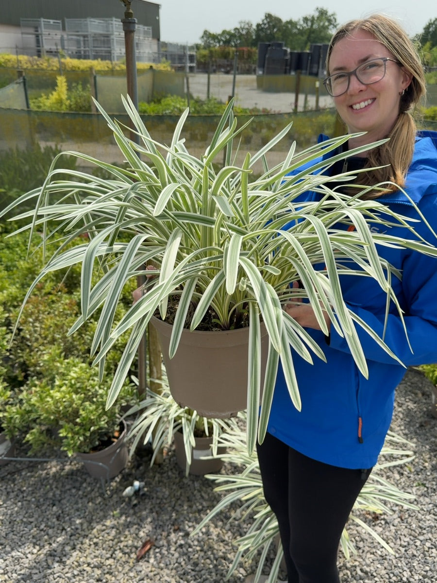 Agapanthus Silver Moon 10 Litre Pot