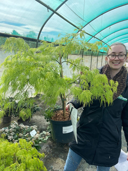 Acer palmatum Dissectum 6 Litre Pot