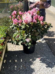 Rhododendron Hyb Mrs Pearson  25 Litre Pot 90cm Wide