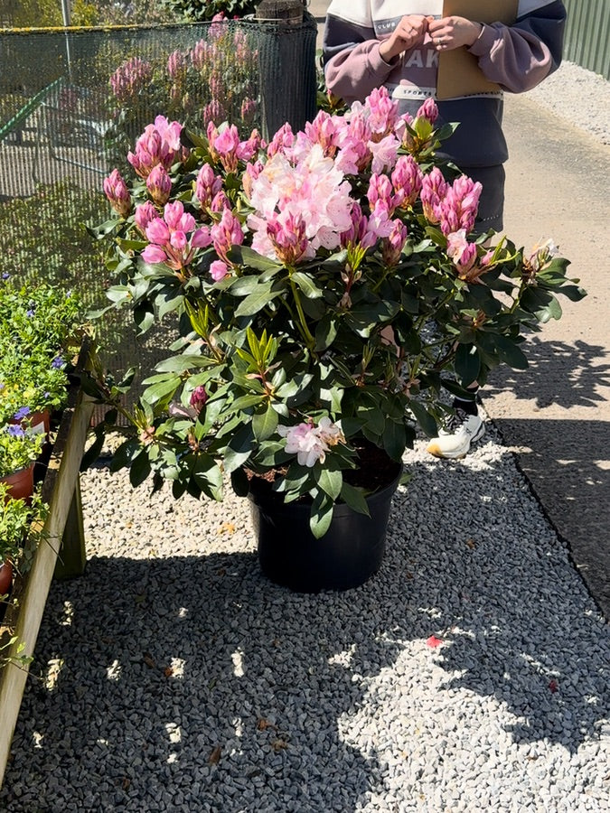 Rhododendron Hyb Mrs Pearson 25 Litre Pot 90cm Wide — Grasslands Nursery