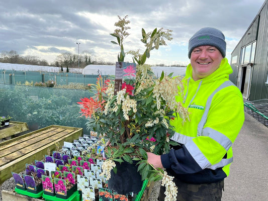 Pieris Japonica Forest Flame 7.5 Litre Pot