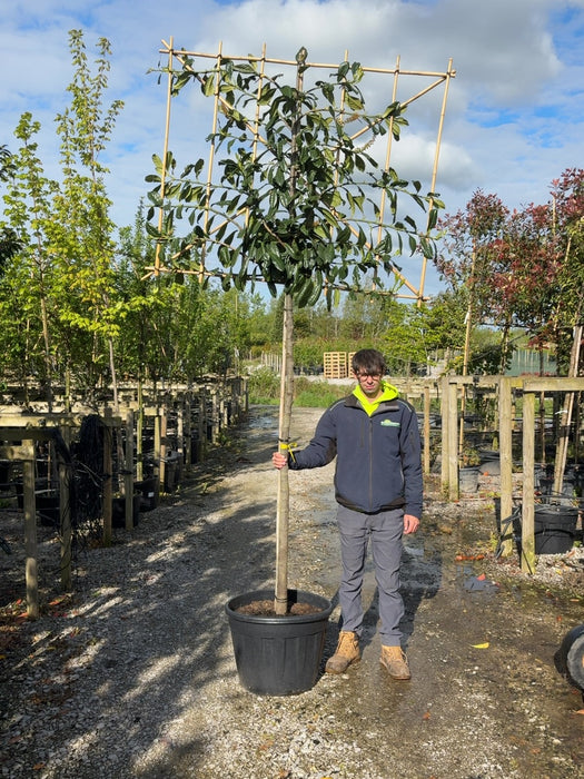 Prunus Novita Pleached 12/14cm G 180cm St, 120cm H x 150cm W Pre-Order For June