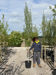 Betula Pendula Fastigiata 8/10cm Girth