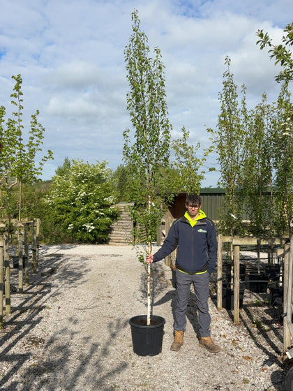Betula Pendula Fastigiata 8/10cm Girth