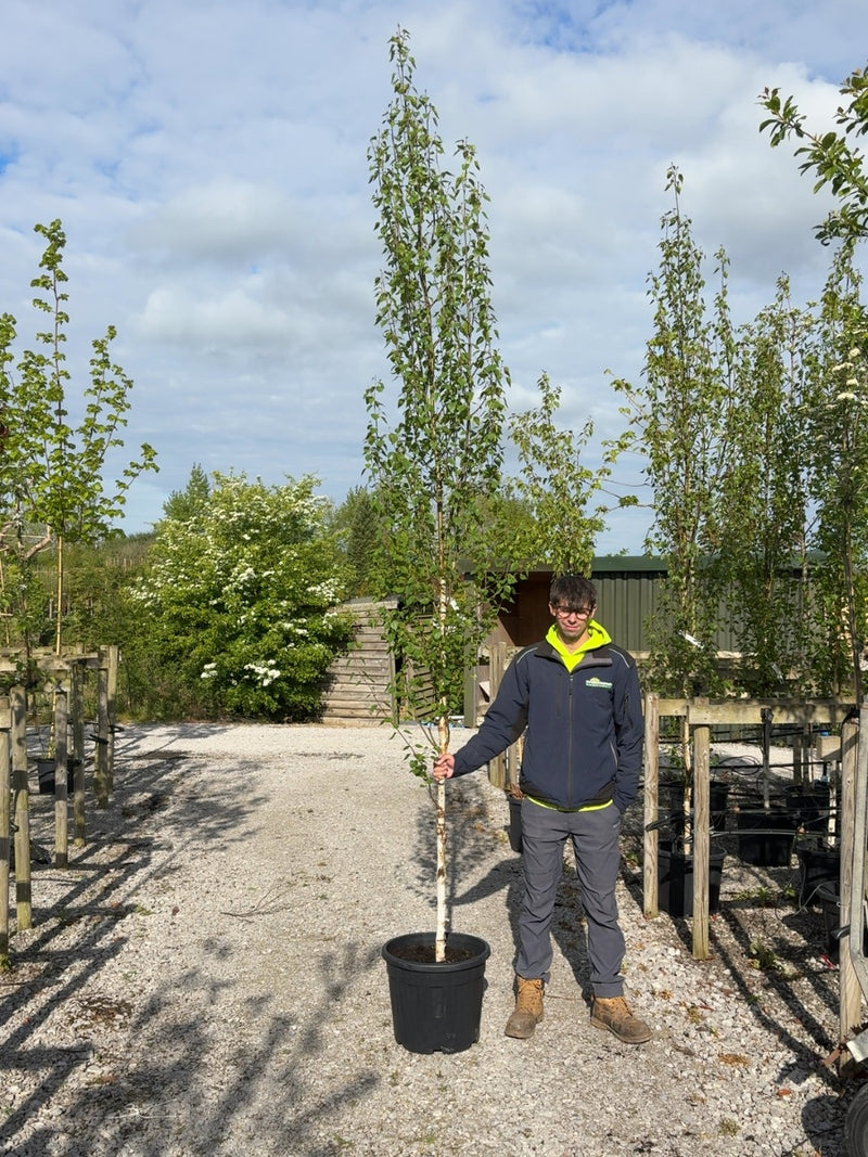 Betula Pendula Fastigiata 8/10cm Girth