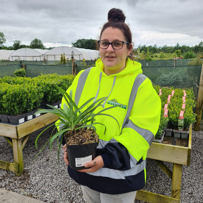 Agapanthus Ever Sapphire 2 Litre Pot