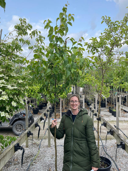 Malus Street Parade Standard 6/8cm Girth 35 Litre Pot