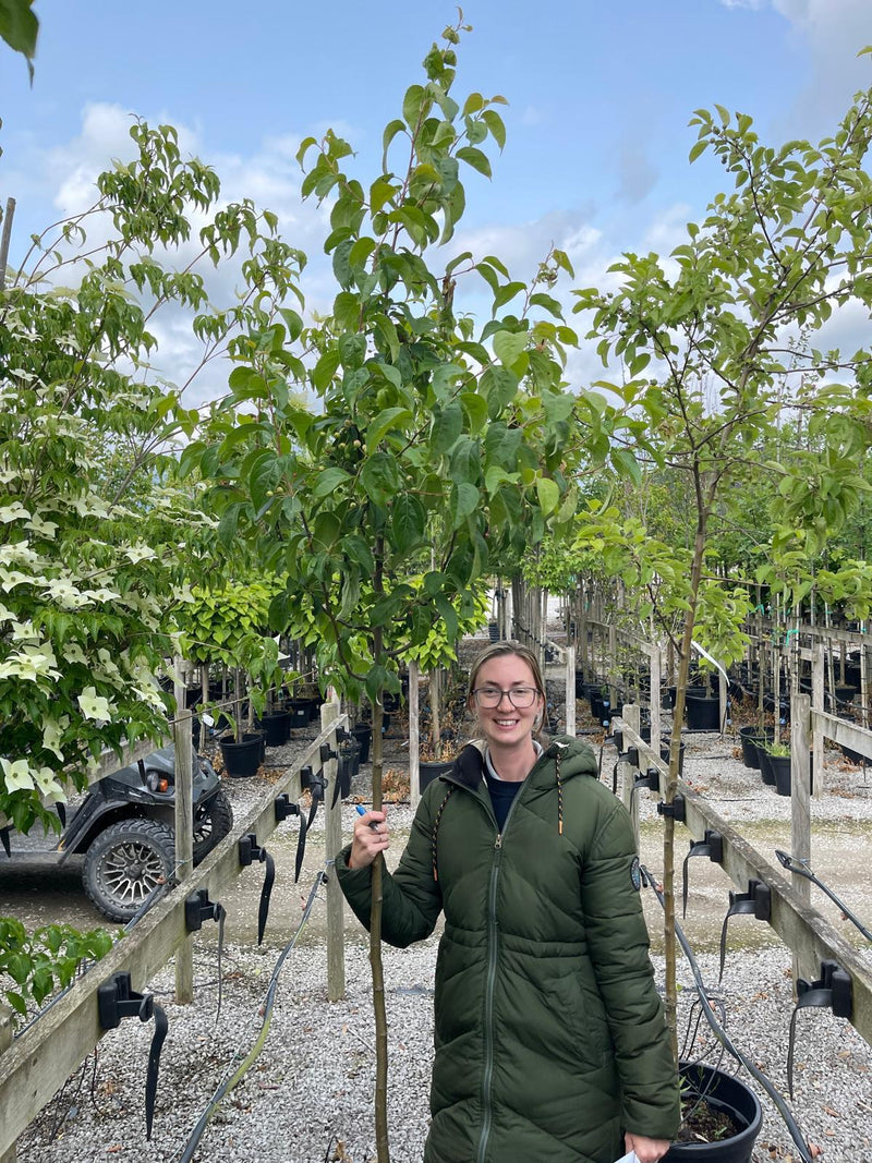 Malus Street Parade Standard 6/8cm Girth 35 Litre Pot
