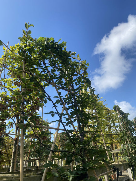 Hornbeam Pleached Tree (Carpinus Betulus) Rootballed 8/10 Girth, 120cm Stem, 120cm x 120cm Frame