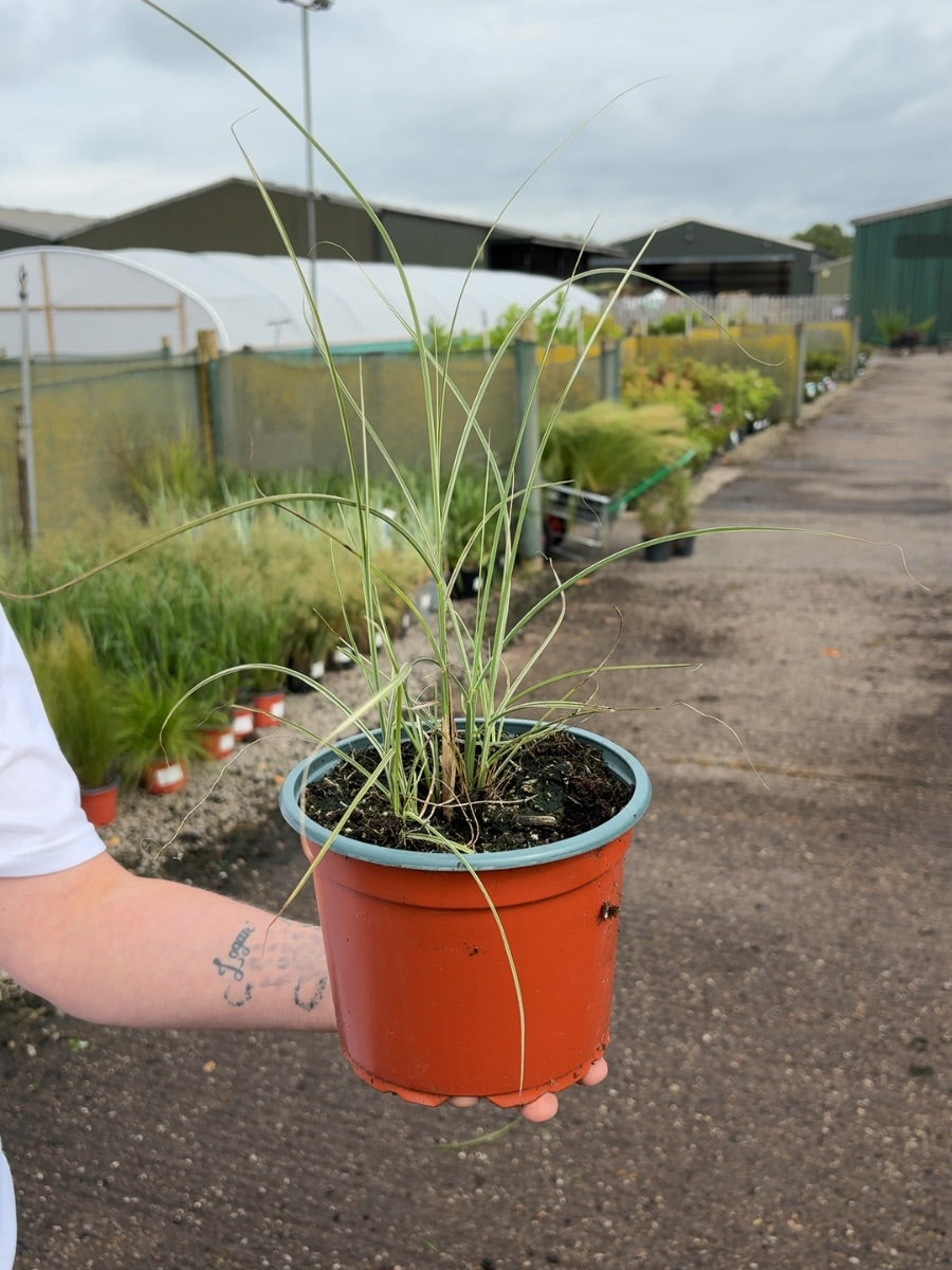 Miscanthus Morning Light 2 Litre Pot