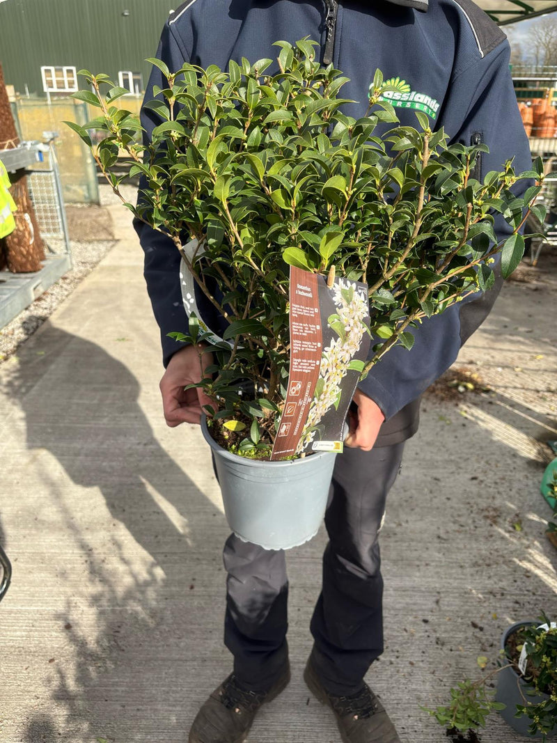 Osmanthus Burkwoodii 5 Litre Pot