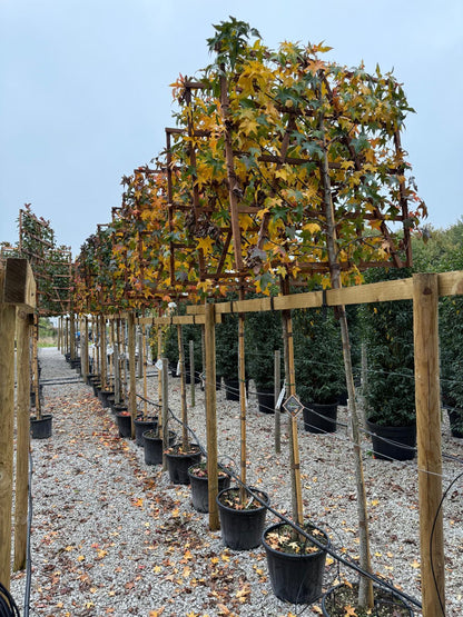 Liquidambar Styraciflua Pleached 180 Stem With 120cm x 120cm Frame Above