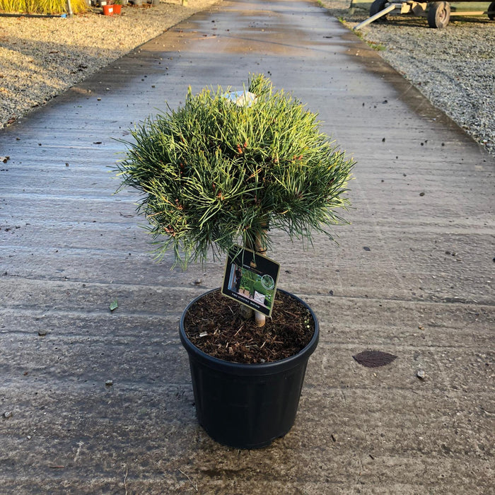Pinus Sylvestris Martham 8 Litre Pot Stem 20cm