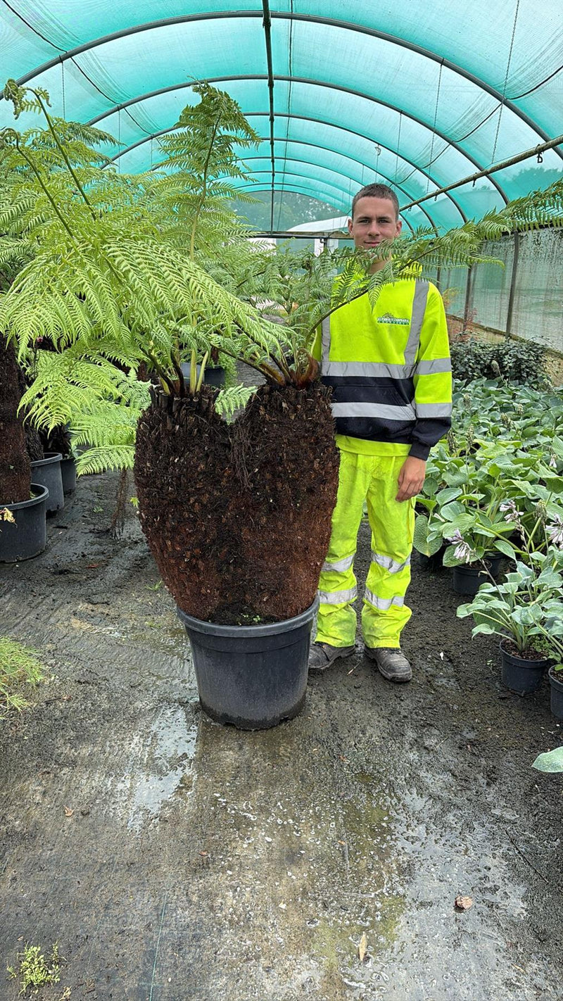 Tree Fern Dicksonia Antarctica 3 Foot Log Double