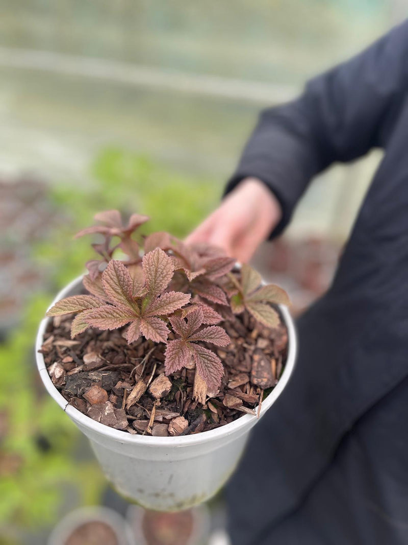 Rodgersia Chocolate Wings 3 Litre Pot