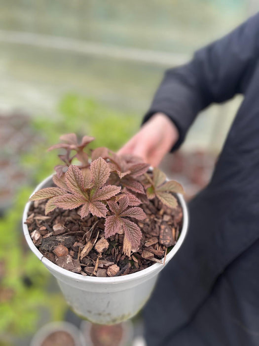 Rodgersia Bronze Peacock 2 Litre Pot