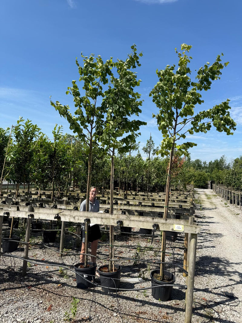 Tilia Cordata Extra Heavy Standard 10-12 Girth Seconds