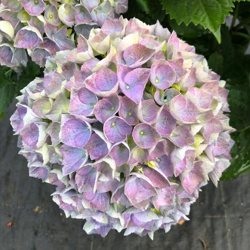 Hydrangea Mac Blue Ball 3 Litre Pot