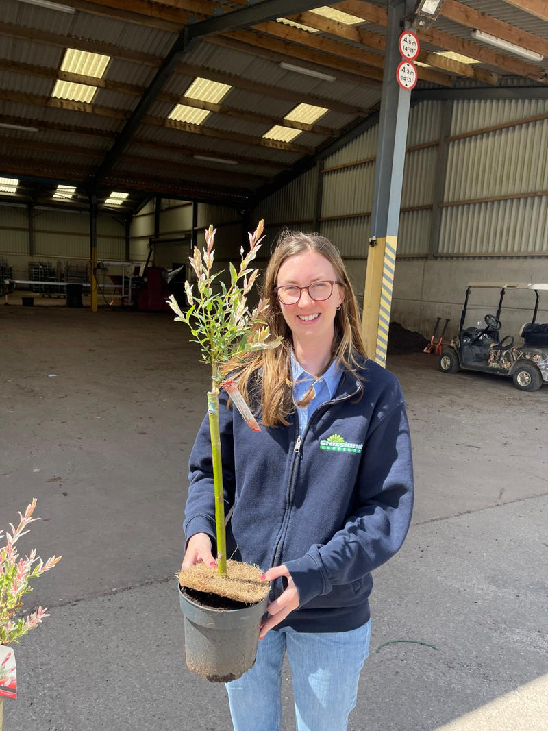 Salix integra Hakuro Nishiki Flamingo 2 litre Pot 40cm Stem