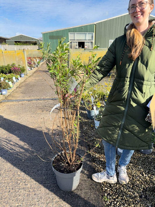 Buddleja davidii Royal Red 12 Litre Pot 80-100cm