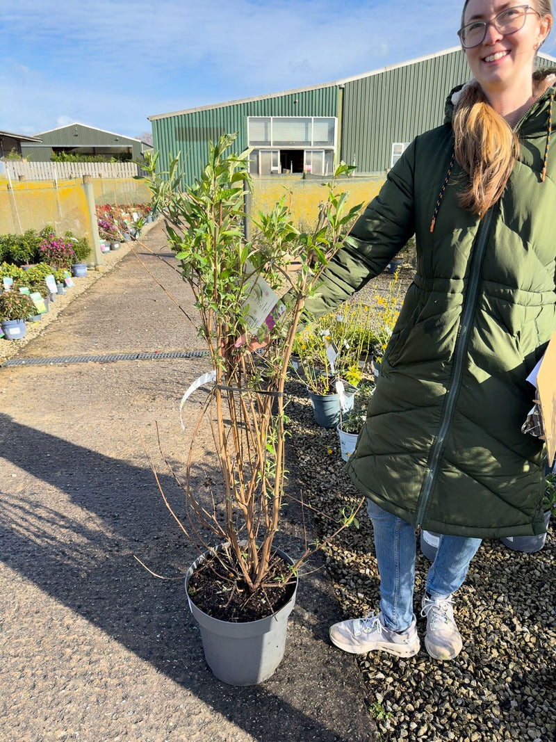 Buddleja davidii Royal Red 12 Litre Pot 80-100cm