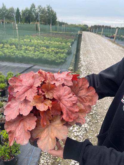 Heuchera Hopscotch 2 Litre Pot
