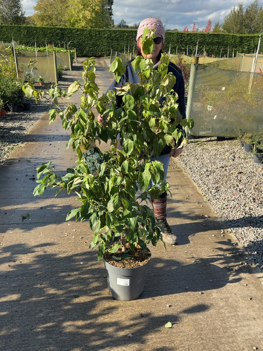 Cornus Kousa China Girl 12  Litre Pot 80/100cm Tall