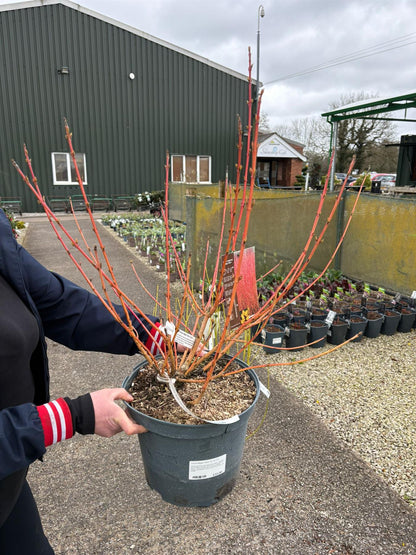 Cornus Magic Flame 10 Litre Pot