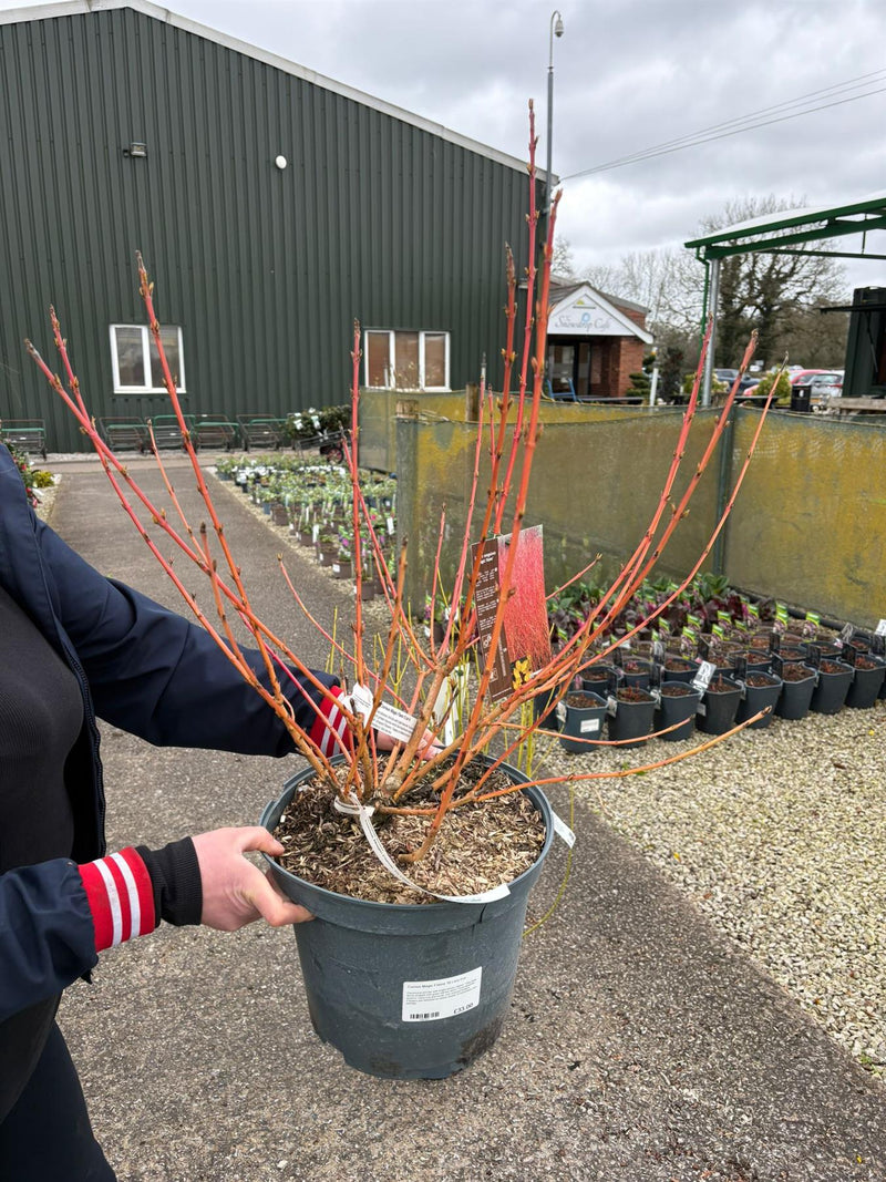 Cornus Magic Flame 10 Litre Pot