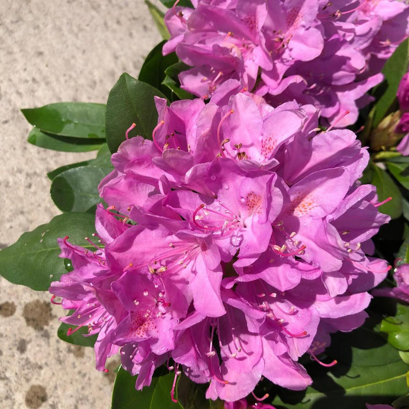 Rhododendron Hybrid Roseum Elegans 5 Litre Pot