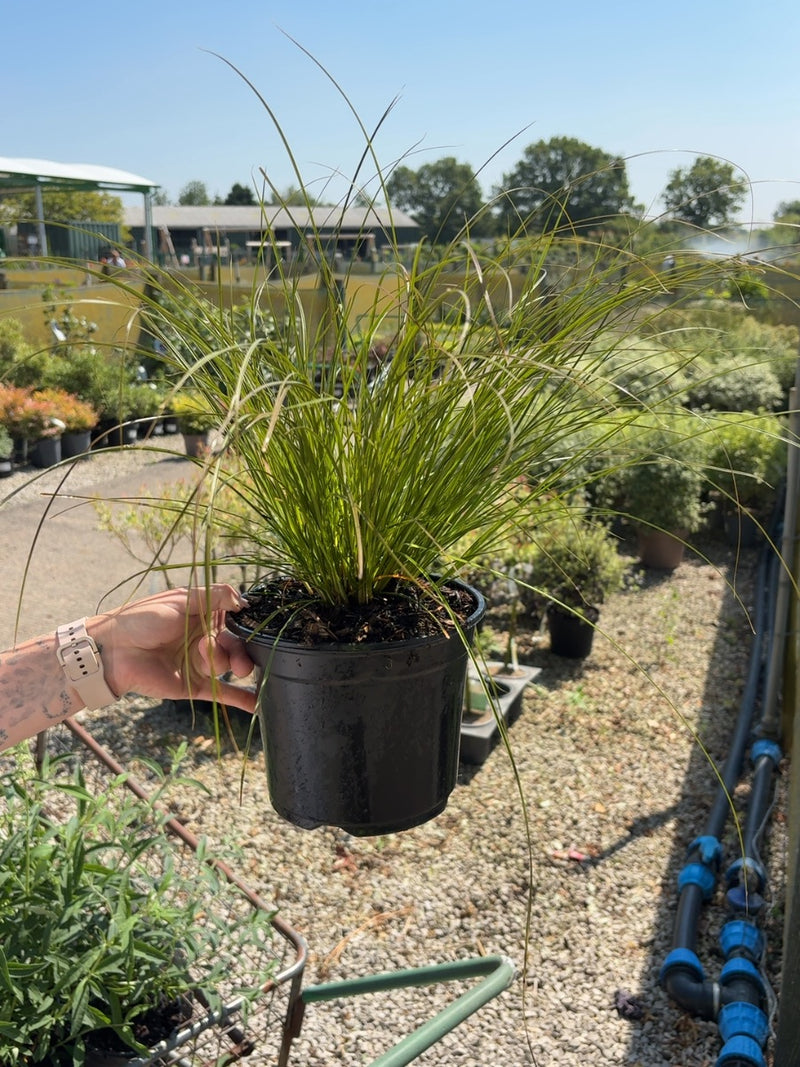 Carex testacea Prairie Fire - 3 Litre Pot
