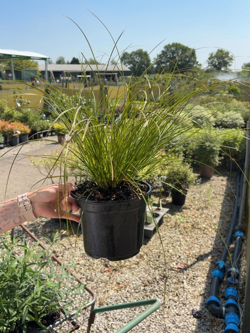 Carex testacea Prairie Fire - 3 Litre Pot