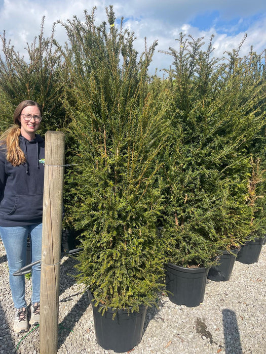 Yew Hedging 200-210 45 Litre Pot Order For June