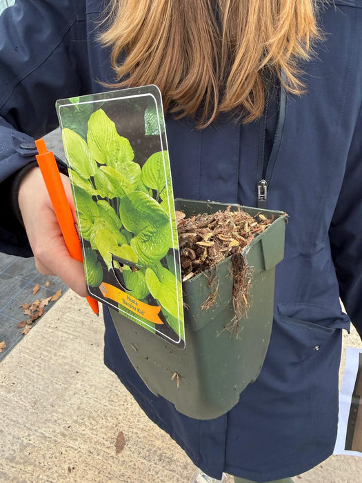 Hosta Banana Kid 11 cm Pot
