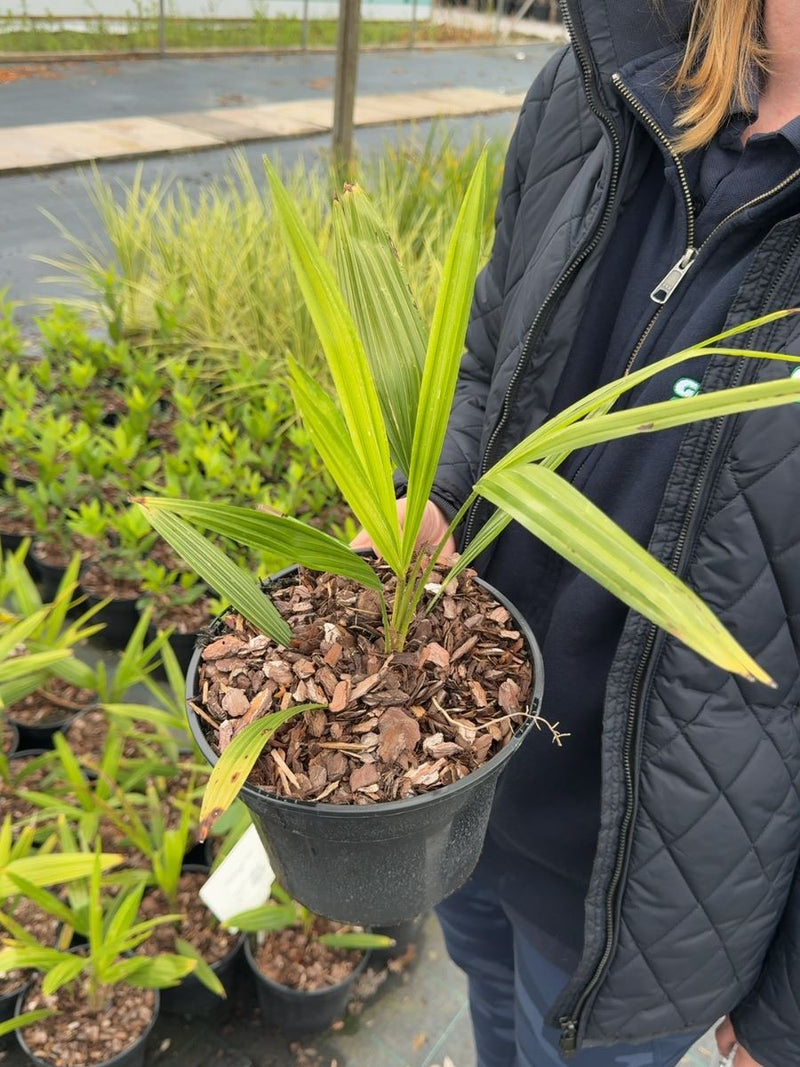 Trachycarpus fortunei - Chusan Palm 3 Litre Pot