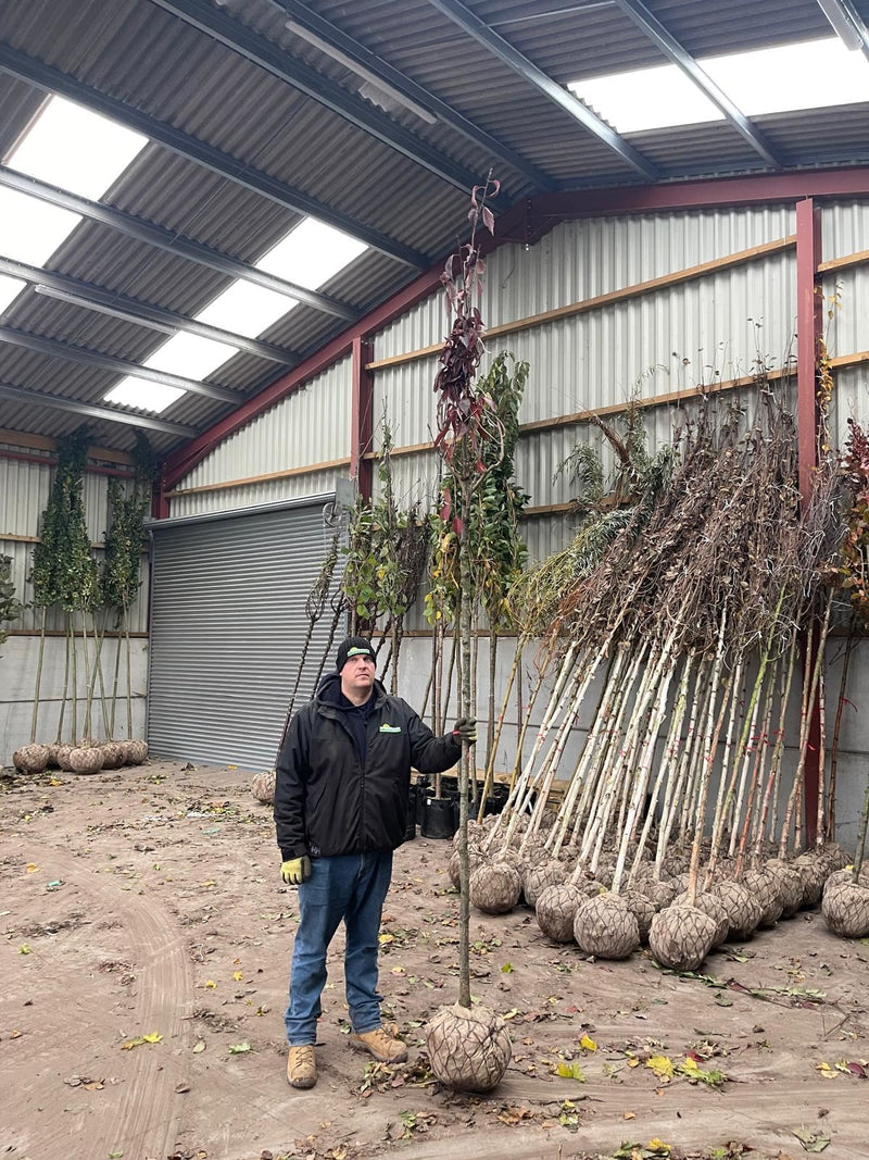 Prunus serr. Royal Burgundy 10/12cm Girth