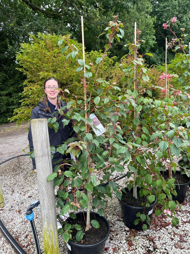 Acer cons. Red Flamingo 30 Litre Pot
