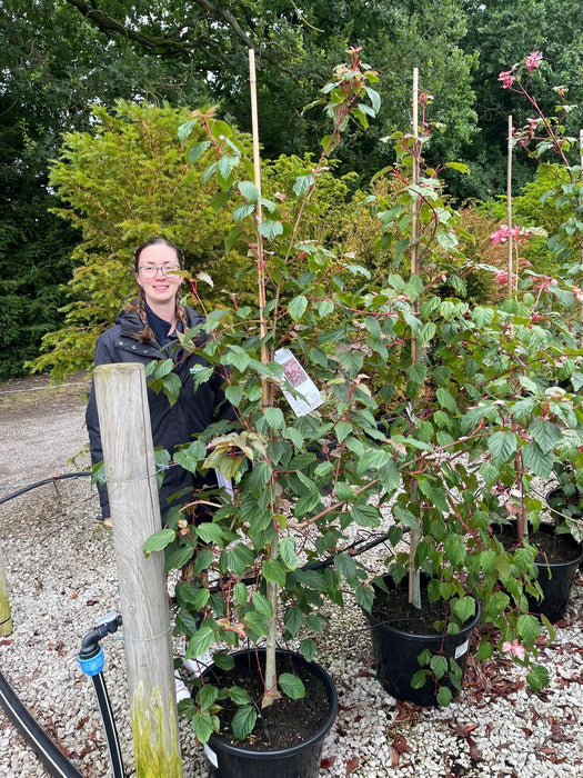 Acer cons. Red Flamingo 30 Litre Pot