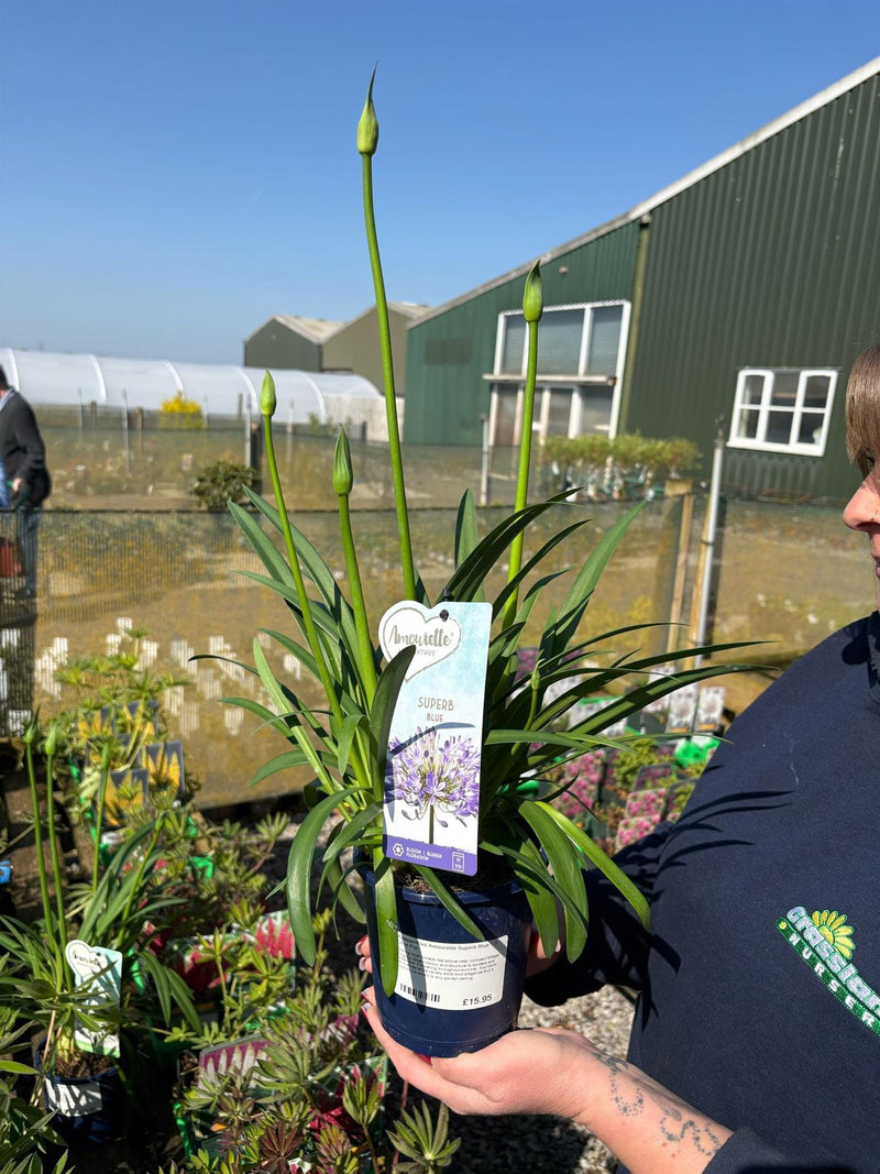 Agapanthus Amourette Superb Blue 1.5 Litre Pot