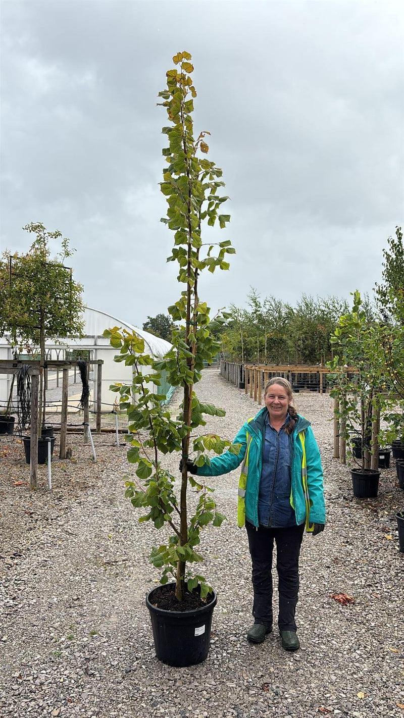 Tilia platyphyllos Rubra 30 Litre Pot