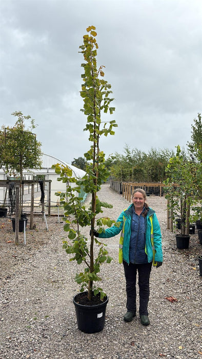 Tilia platyphyllos Rubra 30 Litre Pot
