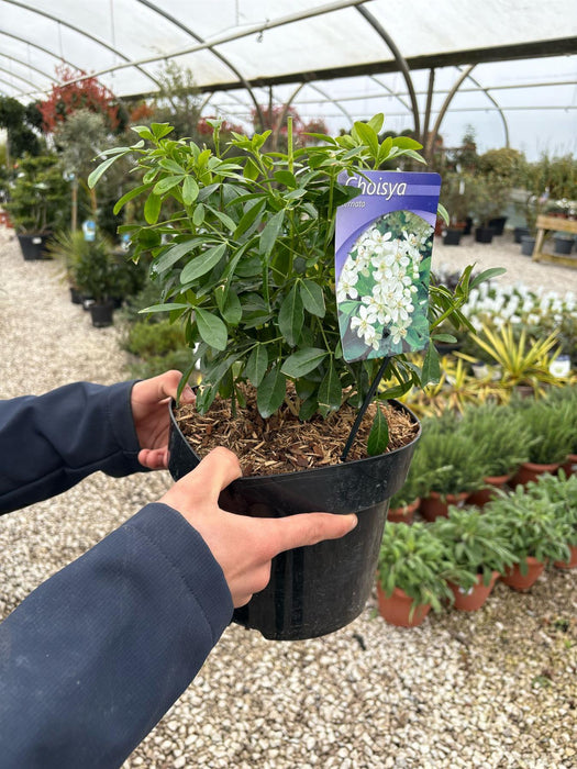 Choisya Ternata 5 Litre Pot Grown