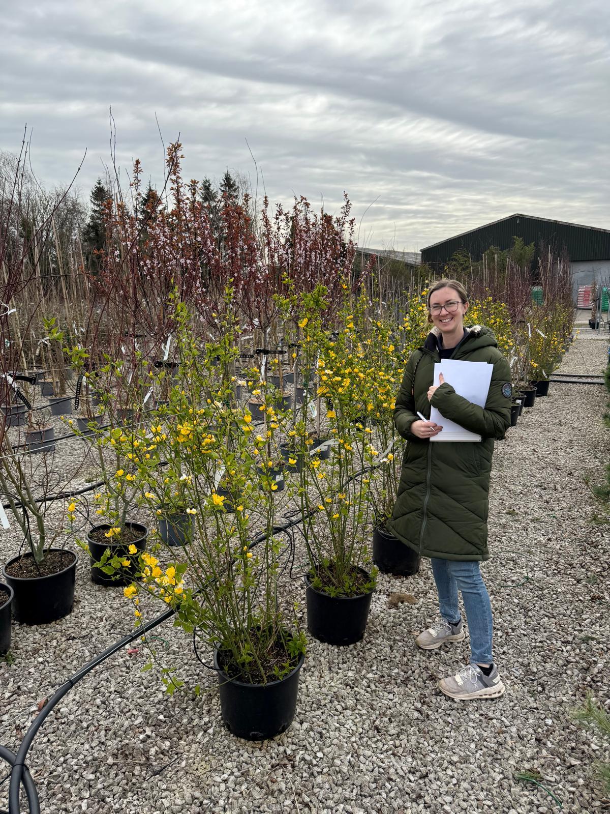 Kerria Japonica Golden Guinea 20 Litre Pot 125/150cm Tall