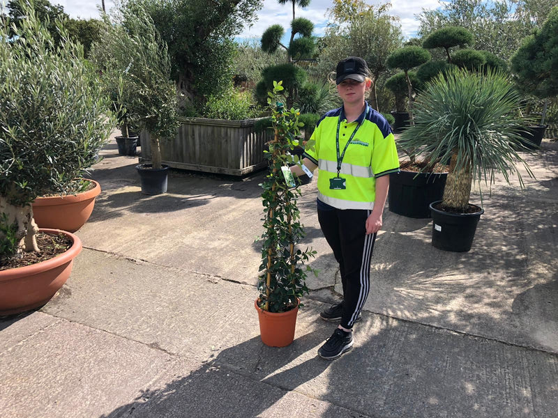 Trachelospermum Jasminoides 7 Litre Pot 3 Canes 100cm