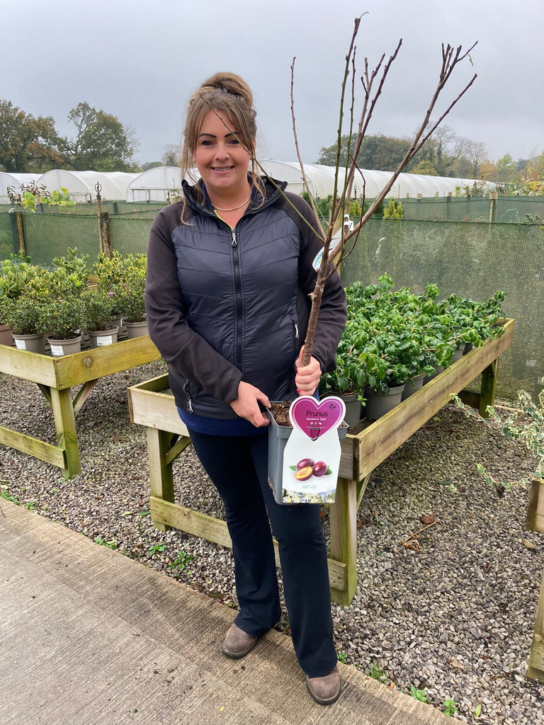Plum Prunus Opal Litre Pot Patio Tree — Grasslands Nursery