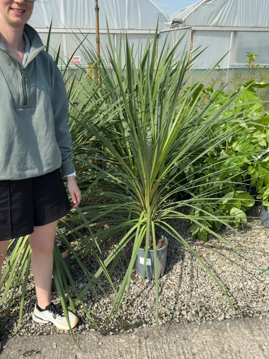 Cordyline Australis 9 Litre Pot
